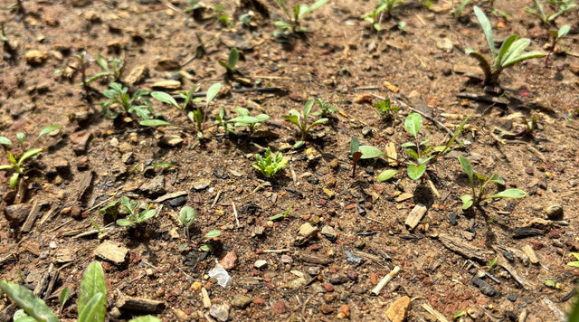 Soil with seedlings in springtime