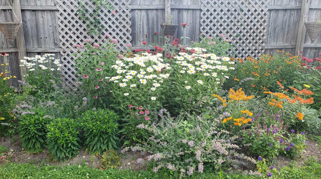 Matthews Monarch Magnet garden