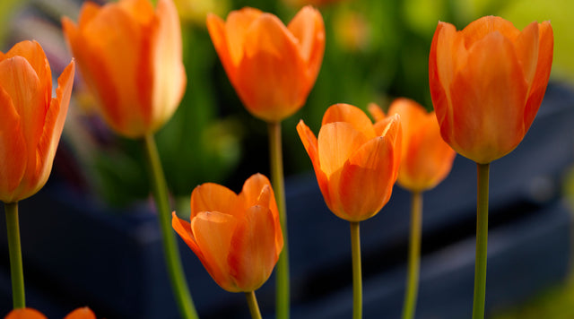 Orange Emperor tulip