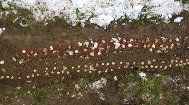 Bulbs in wintery ground