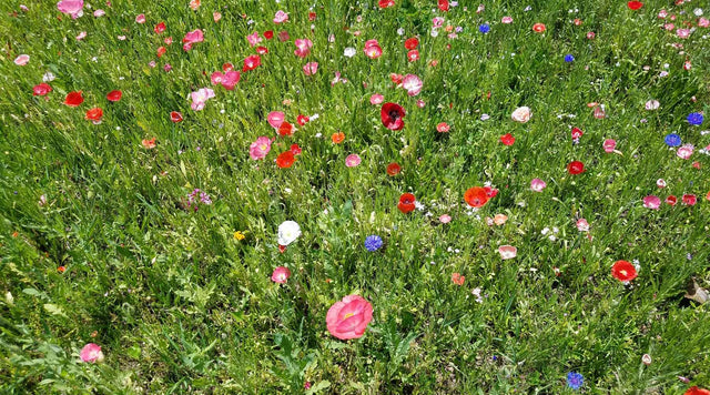 Wildflowers in field