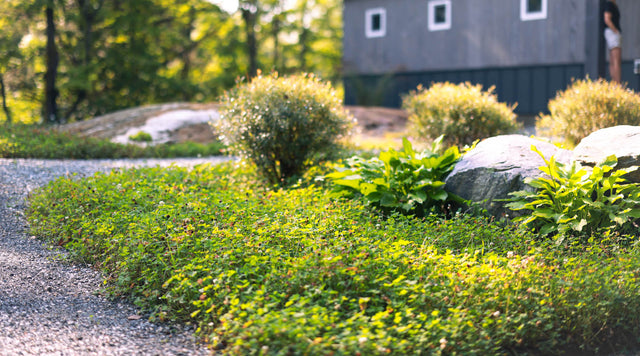 Clover lawn in front of home