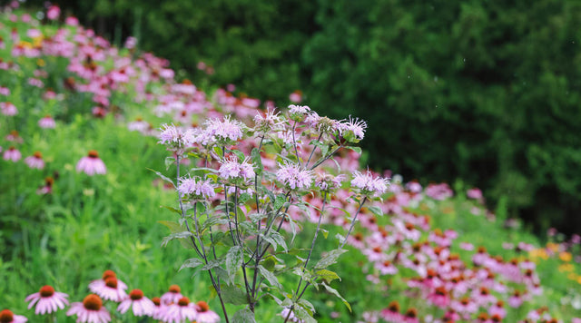 Wild bergamot in meadow