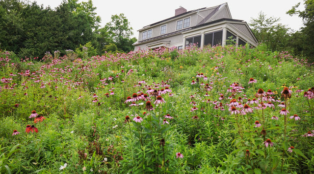 House on top of steep hill of wildflowers