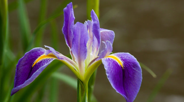 Closeup of iris bloom