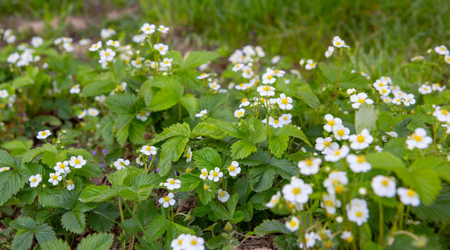 Wild Strawberry (Fragaria virginiana)