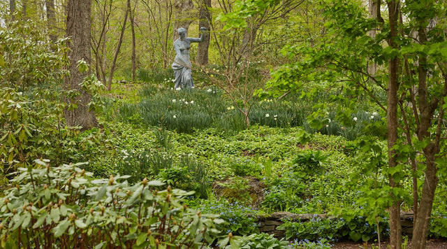 Daffodils just starting to bloom on a wooded hillside garden.  From “Life in the Garden” by Bunny Williams