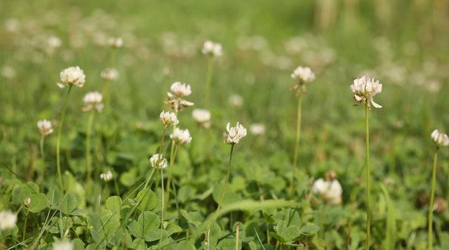 White clovers in lawn