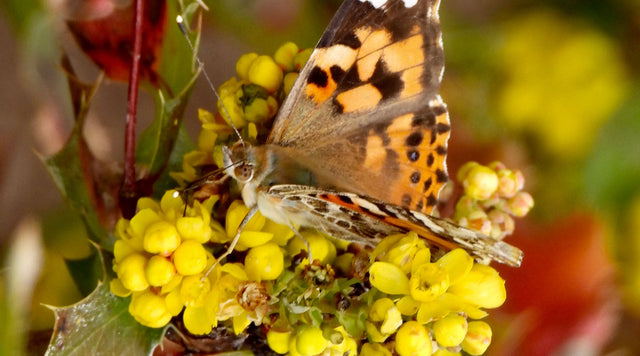 Butterfly on Oregon Grape plant