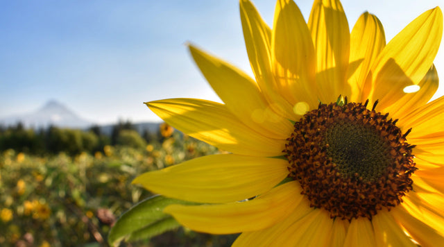 Closeup of sunflower in field