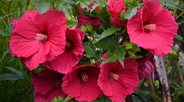 Hibiscus Blooms