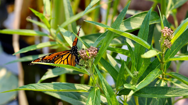 Monarch butterfly and Milkweed