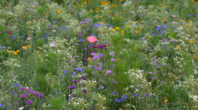 An American Meadows customer's wildflower meadow featuring colorful, drought-tolerant blooms