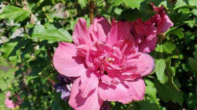 Rose of Sharon Hibiscus