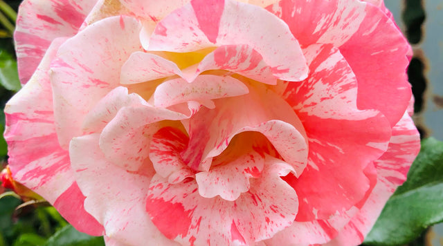 Closeup of rose bloom
