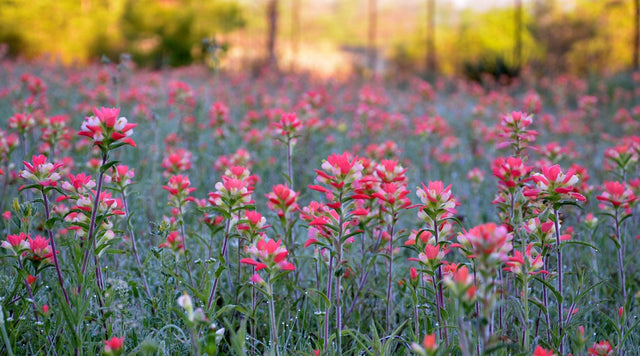 Wild Strawberry (Fragaria virginiana)