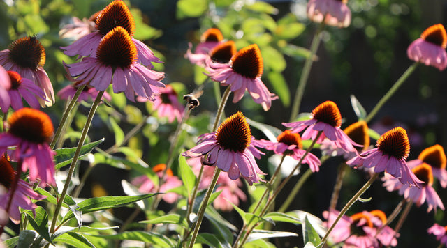 Purple coneflower blooms