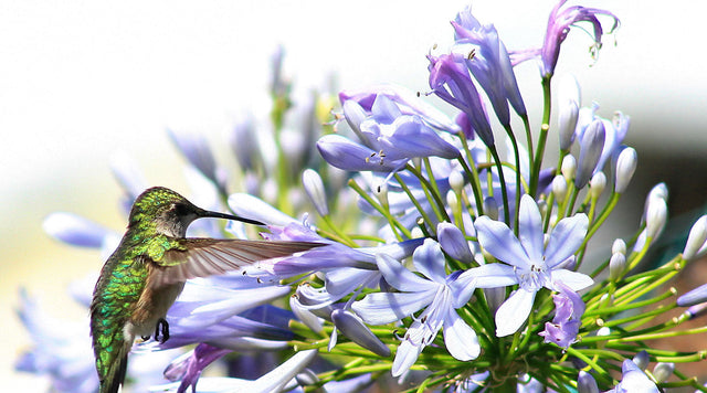 Hummingbird pollinating African Lily