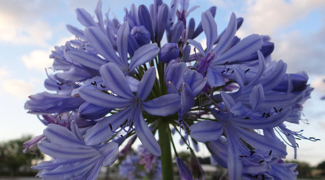 Closeup of African Lily bloom