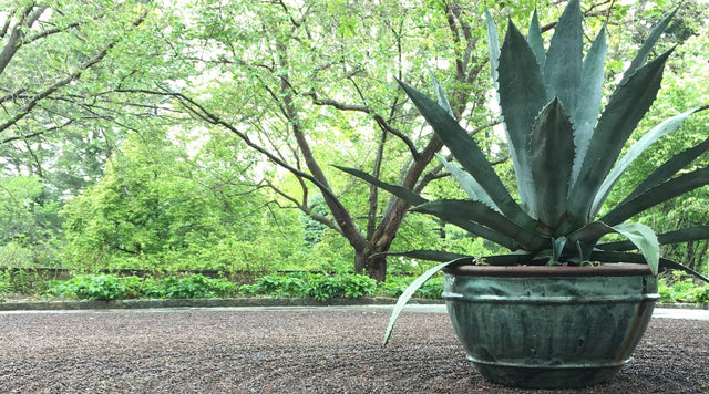 Agave americana in pot