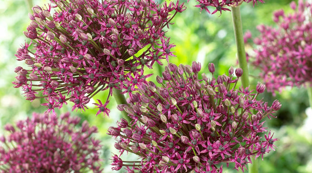 closeup of pink allium