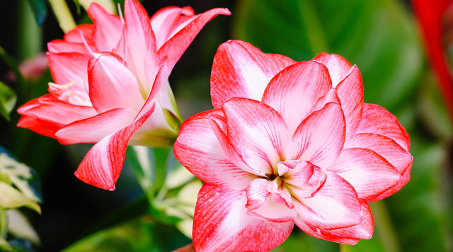 Amaryllis reblooms every winter