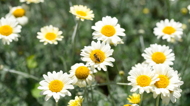 daisies in a field