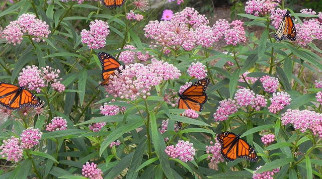 monarchs with swamp milkweed