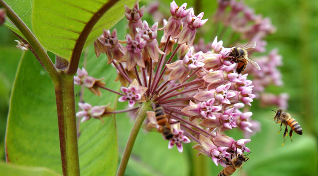 Bees pollinating milkweed flower