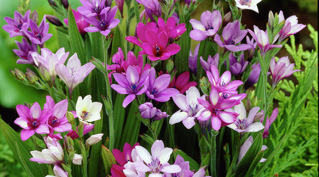 Spring Planted Baboon Flower