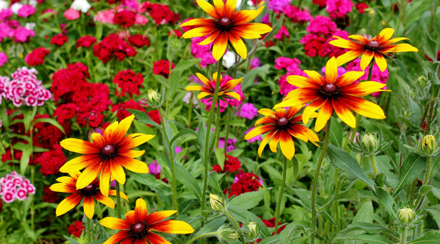 Black Eyed Susan in garden of wildflowers