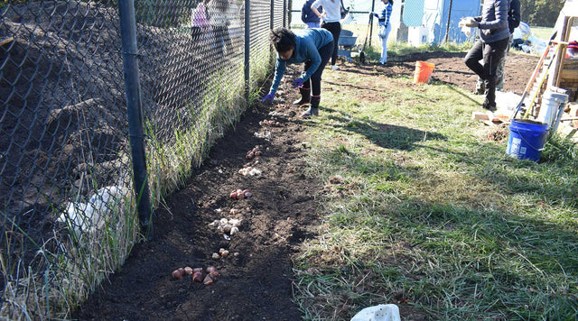 Planting Bulbs at Fort Stanton Urban Farm