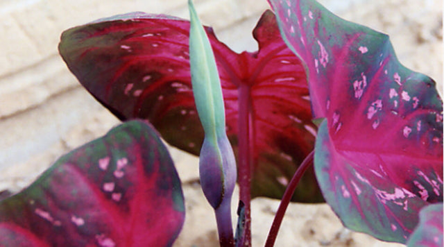 red flash caladium