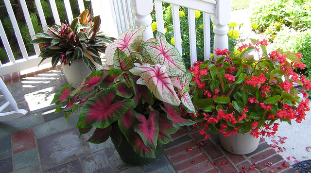 Caladium in pots on outdoor steps