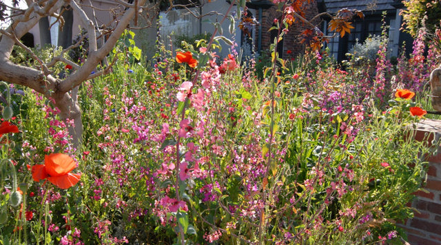 English Cottage Garden in California