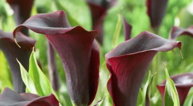 Calla lily blooms