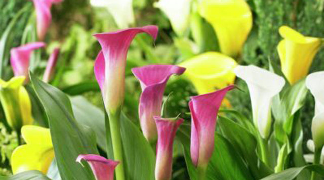 Pink, Yellow, and White Callas