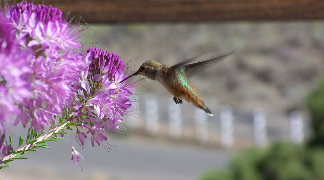 Hummingbird pollinating Cleome