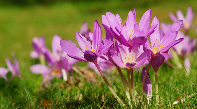 Colchicum blooms