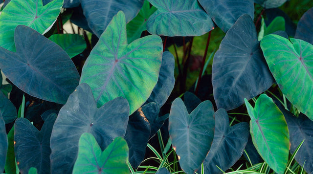 elephant ears Colocasia Black Magic