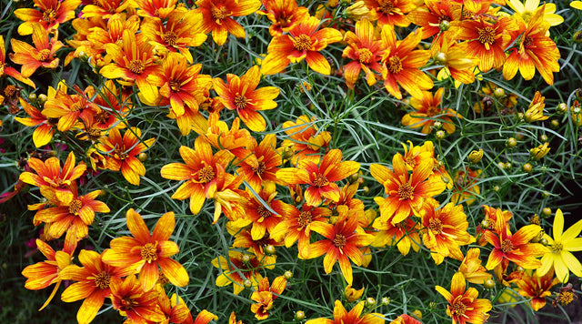 coreopsis blooms