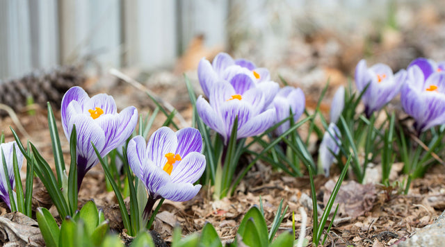 Short crocus blooming in the garden