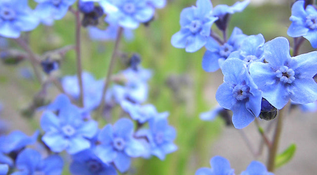 Forget me not blooms