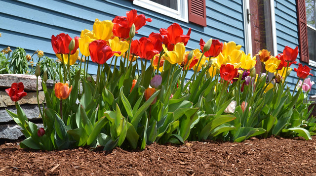 Tulip Flower Bulbs In Bloom