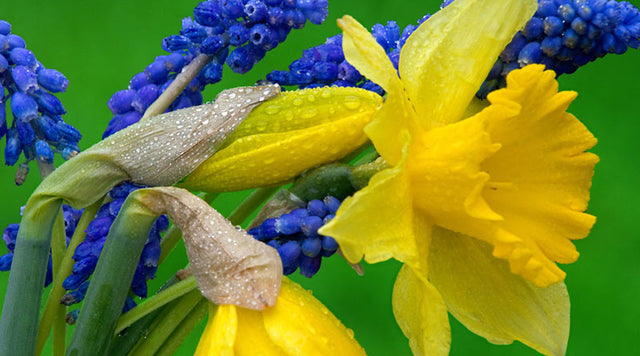 Grape hyacinth and daffodils