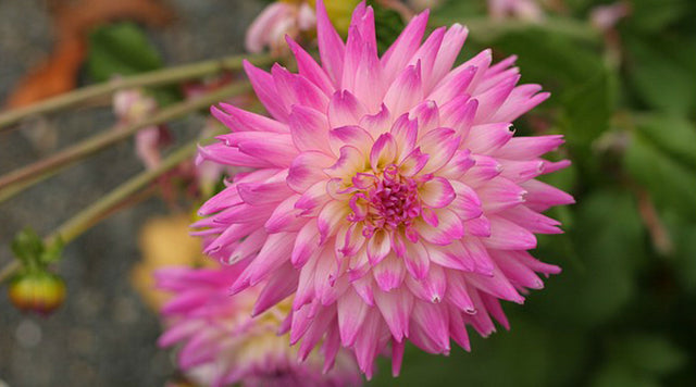 Pink Dahlia bloom