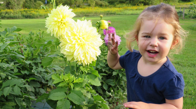A smiling child stands with huge, bright yellow Kelvin Floodlight Dinner Plate Dahlia blooms