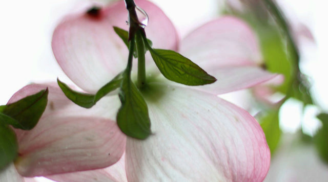 Closeup of dogwood bloom