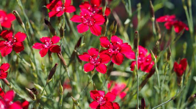 Dianthus deltoides blooms