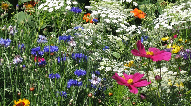 Mixed Wildflowers Blooming